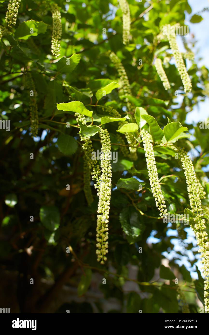 Green bush escalloniaceae itea yunnanensis in the garden. Summer and spring time Stock Photo