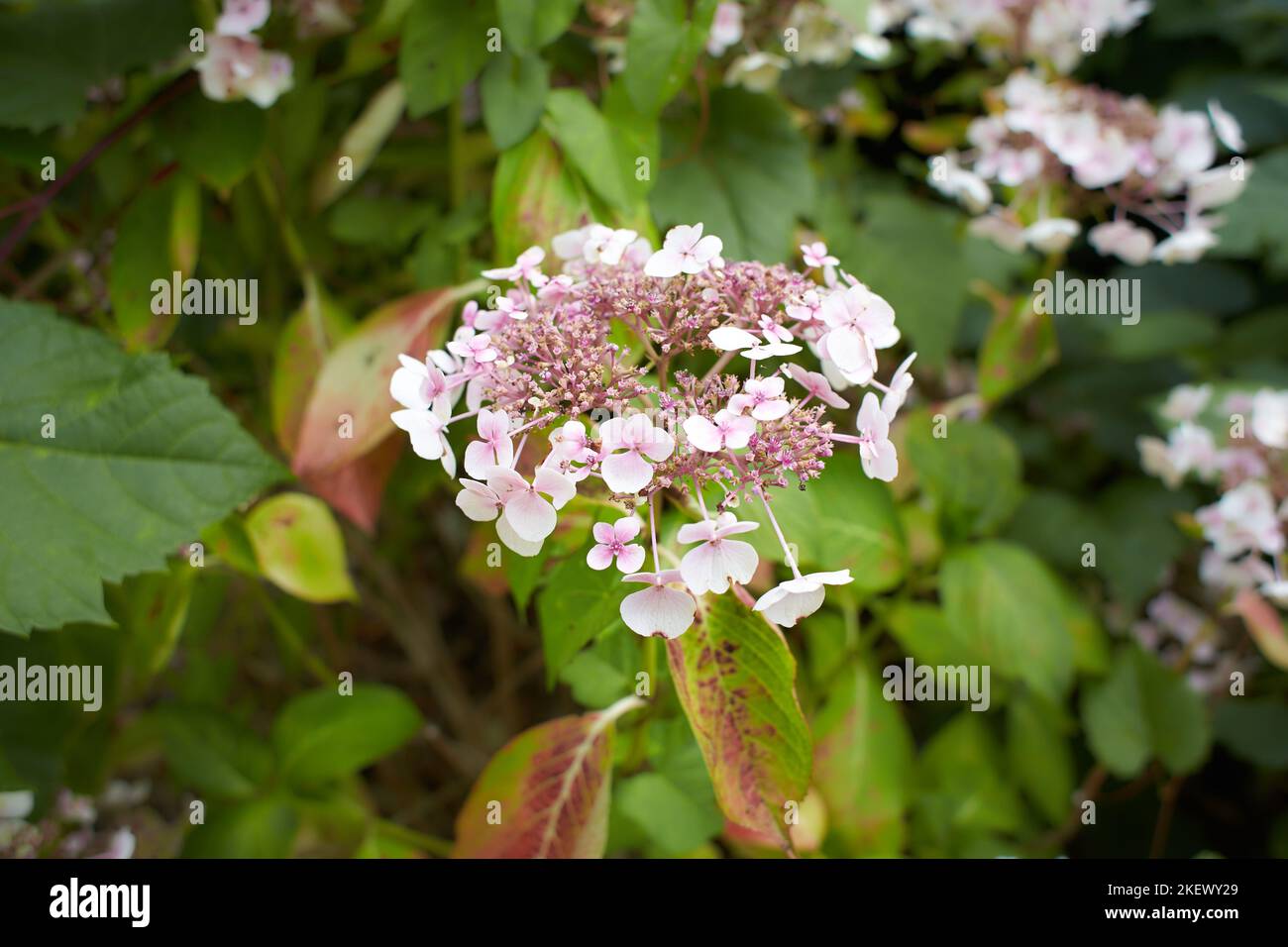 Mountain Hydrangea (Hydrangea serrata) blossoms in the garden. Stock Photo