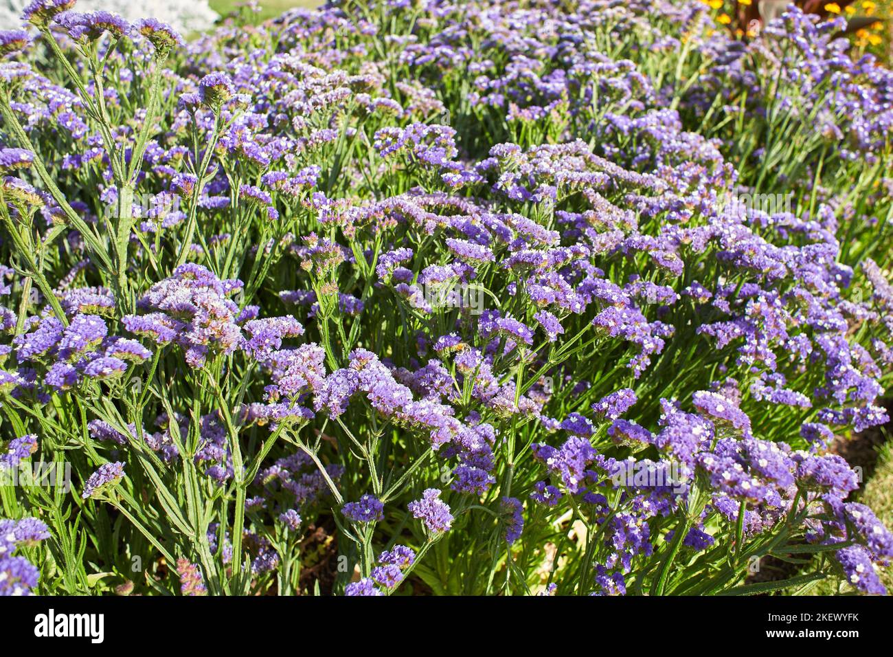 Blue flowers plumbaginaceae limonium sinuatum forever silver in the garden. Summer and spring time Stock Photo