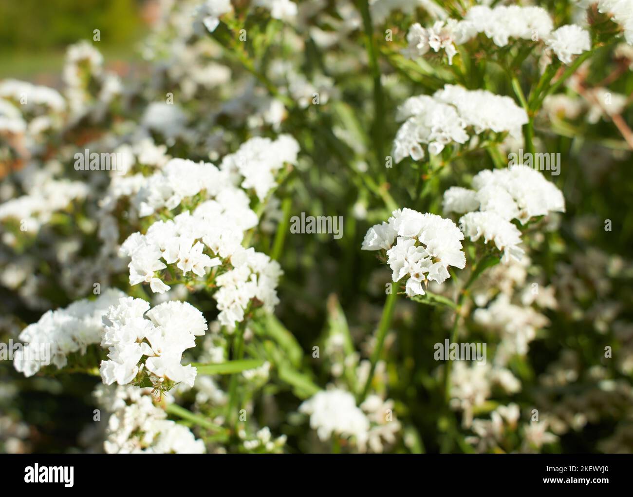 White flowers plumbaginaceae limonium sinuatum forever silver in the garden. Summer and spring time Stock Photo
