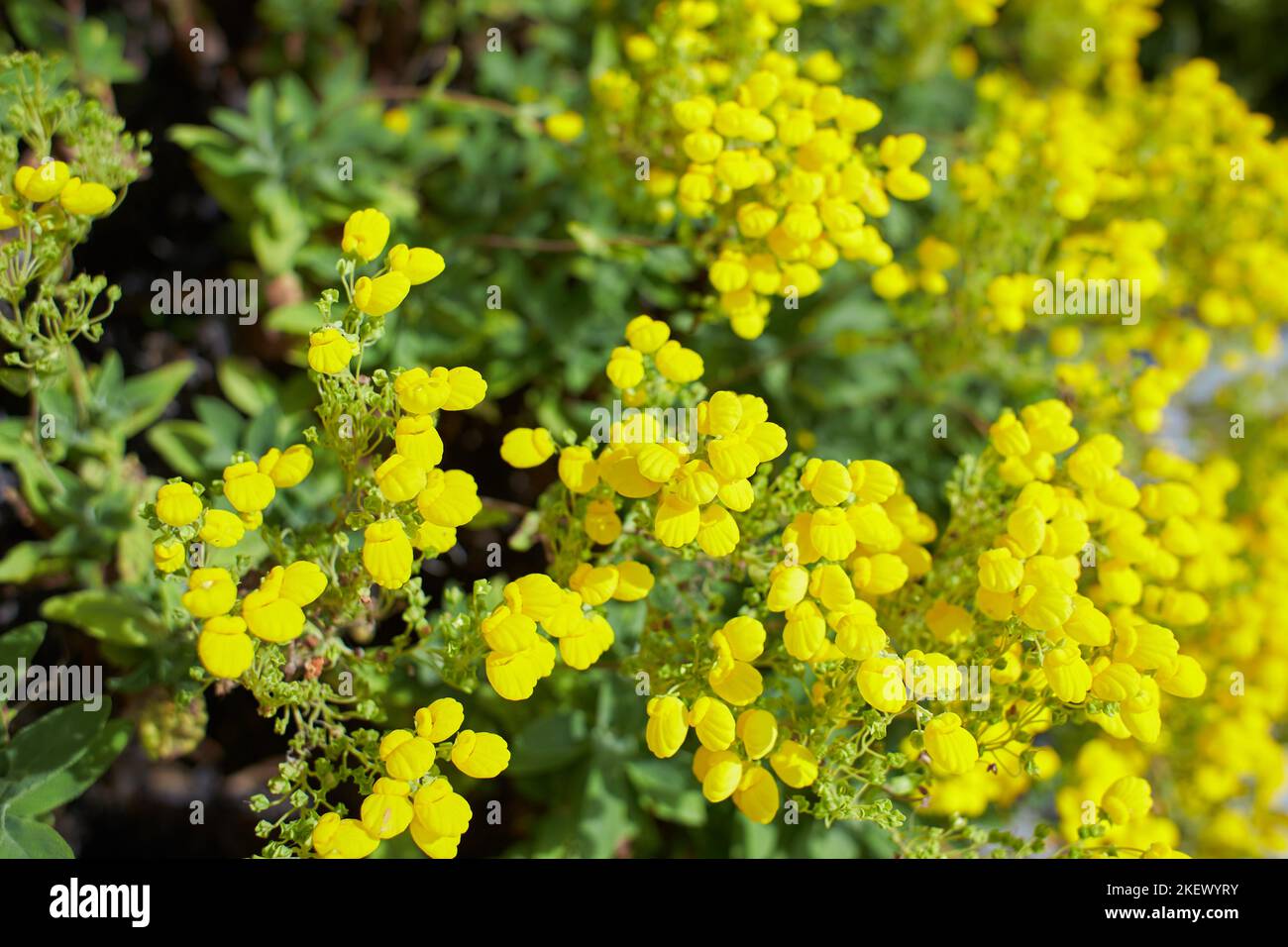 Yellow flowers of scrophulariaceae calceolaria integrifolia in the garden. Summer and spring time Stock Photo