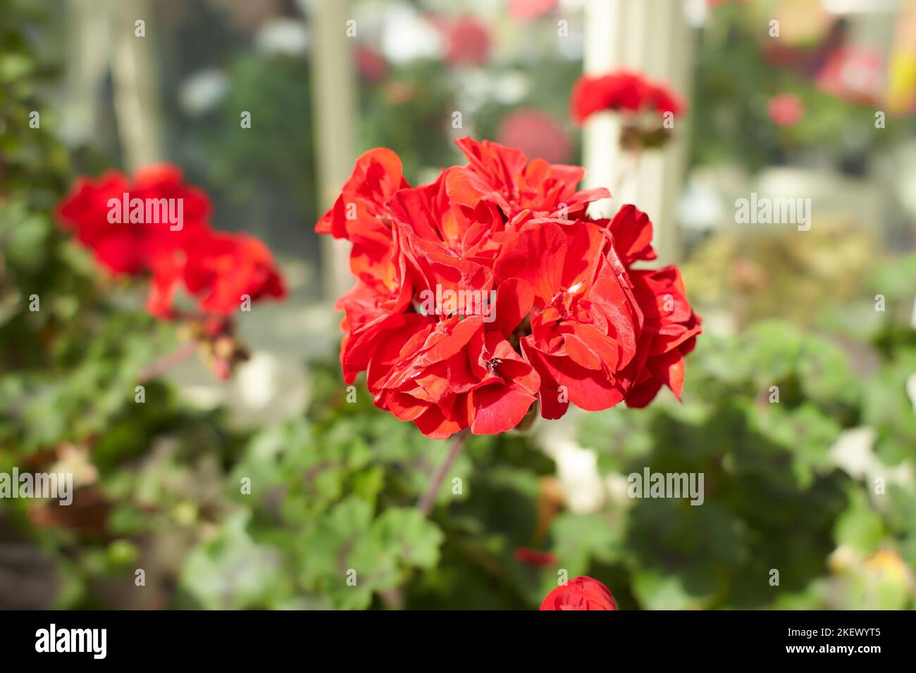 Red flowers of Geranium in the garden. Summer and spring time Stock Photo