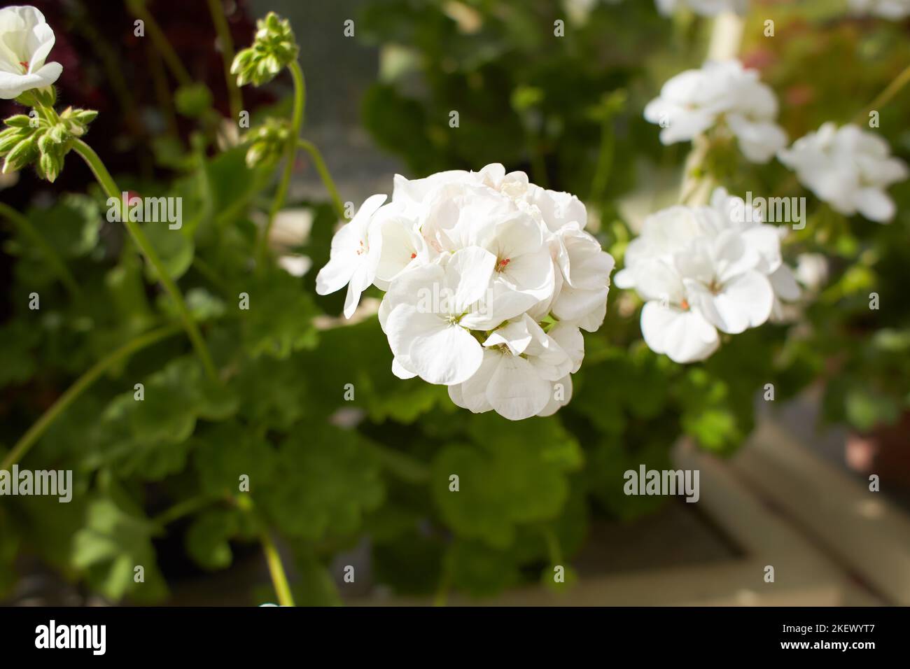 White flowers of Geranium in the garden. Summer and spring time Stock Photo
