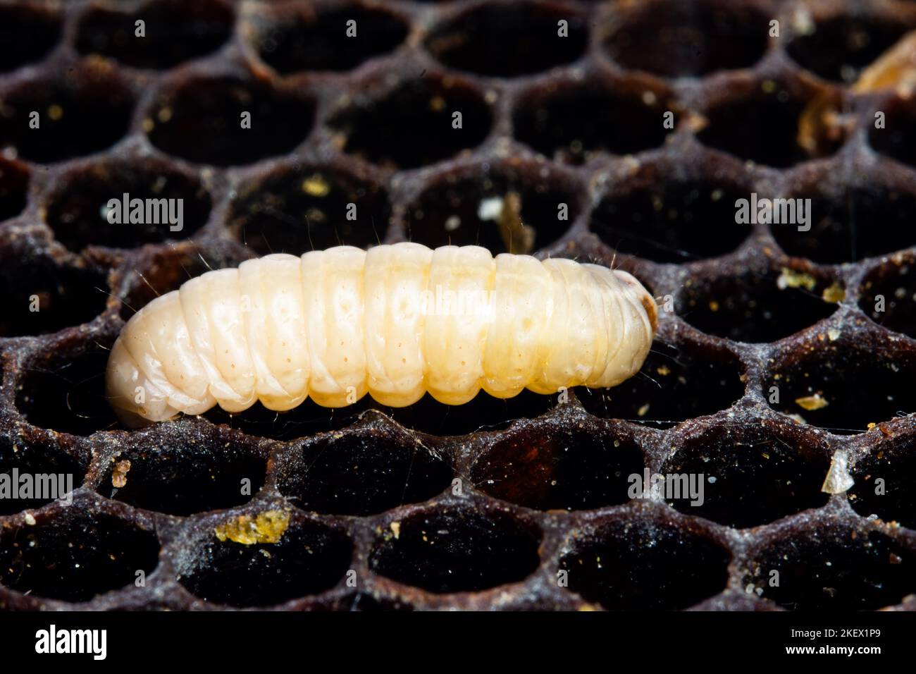Wax Moth Galleria Mellonella Caterpillar Insect Stock Photo Alamy wax-moth-galleria-mellonella-caterpillar-insect-stock-photo-alamy