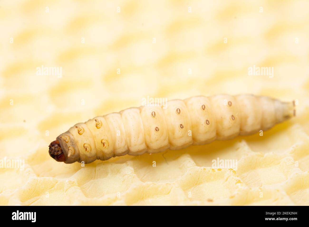 wax moth galleria mellonella caterpillar insect Stock Photo Alamy
