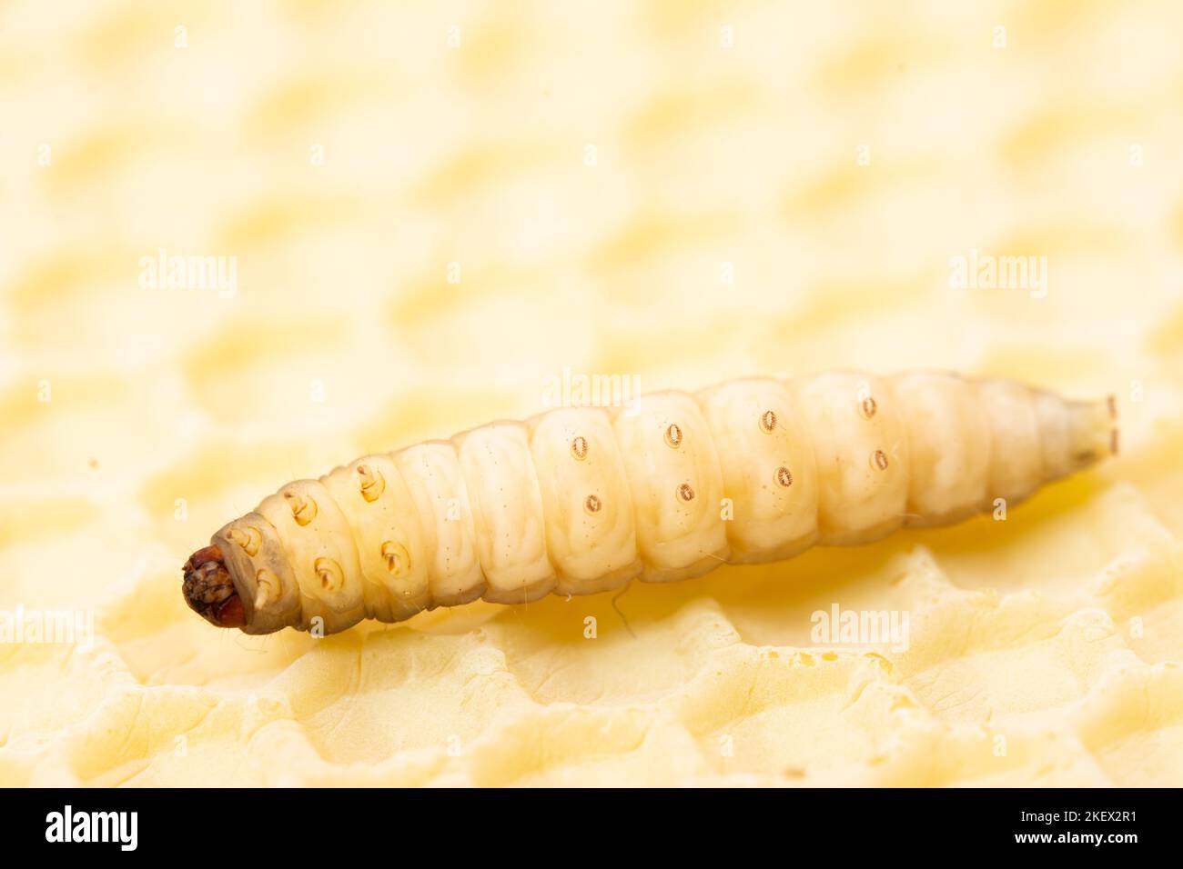 wax moth galleria mellonella caterpillar insect Stock Photo Alamy