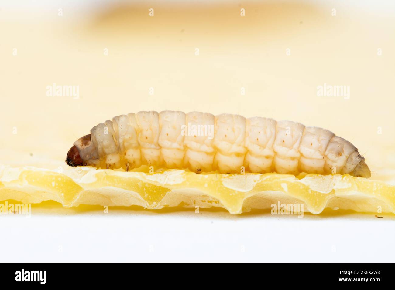 wax moth galleria mellonella caterpillar insect Stock Photo Alamy
