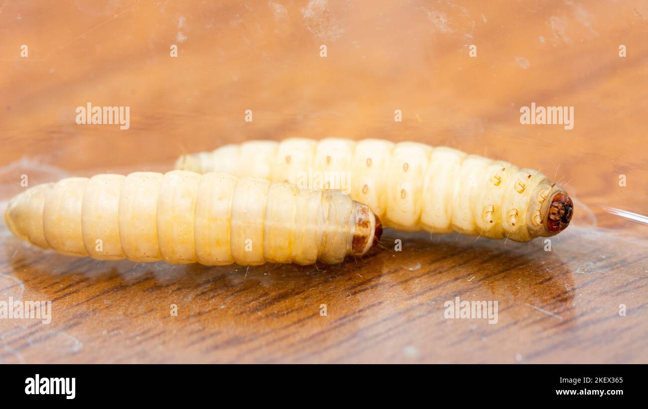 wax moth galleria mellonella caterpillar insect Stock Photo Alamy