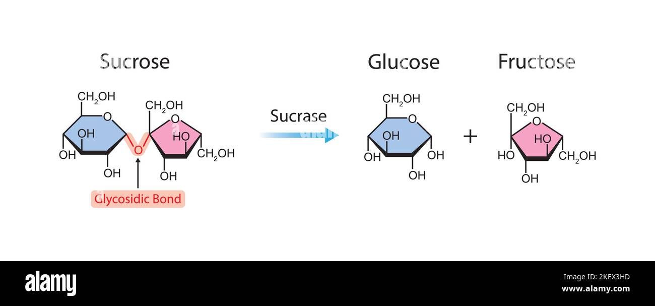 Scientific Designing of Sucrase Enzyme Effect on Sucrose Molecule. Colorful Symbols. Vector Illustration. Stock Vector