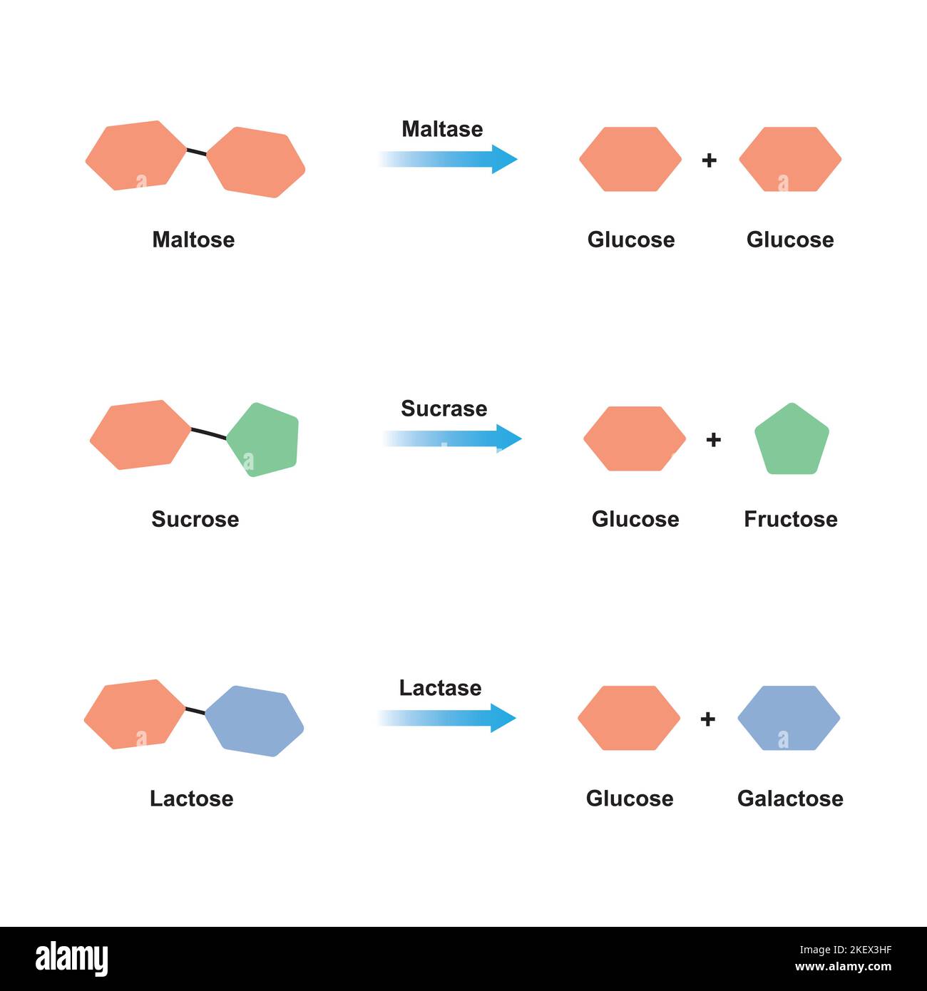 Scientific Designing of Disaccharides Digestion. Maltase, Sucrase and Lactase Enzymes Effect on Disaccharides Molecules. Colorful Symbols. Vector Illu Stock Vector