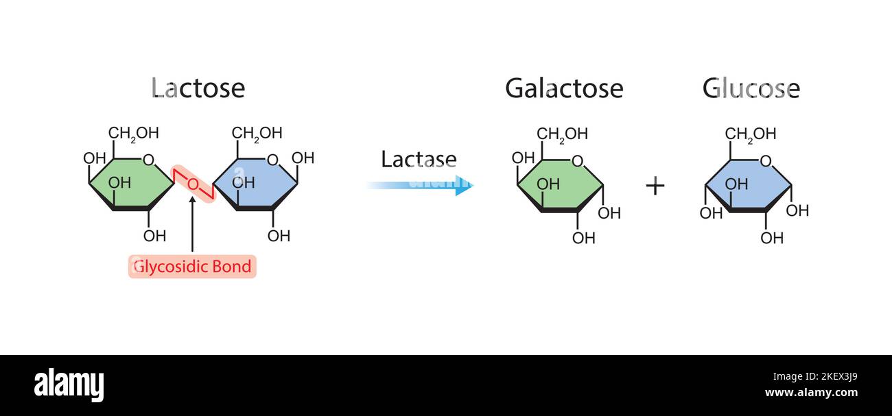 Scientific Designing of Lactase Enzyme Effect on Lactose Molecule. Colorful Symbols. Vector Illustration. Stock Vector