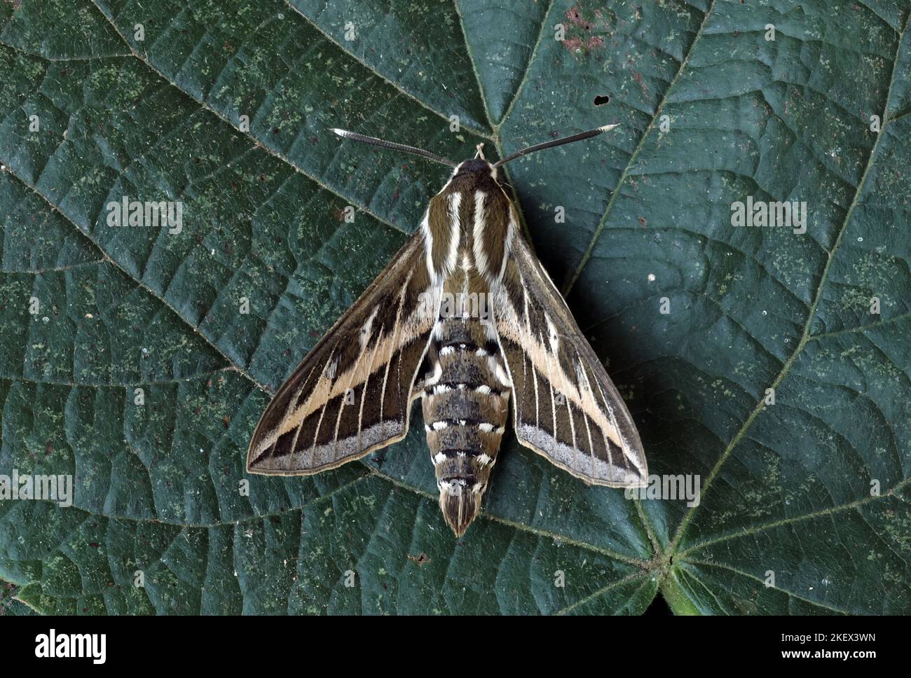 https://c8.alamy.com/comp/2KEX3WN/striped-hawk-moth-hyles-livornica-adult-at-rest-on-leaf-eccles-on-sea-norfolk-uk-june-2KEX3WN.jpg