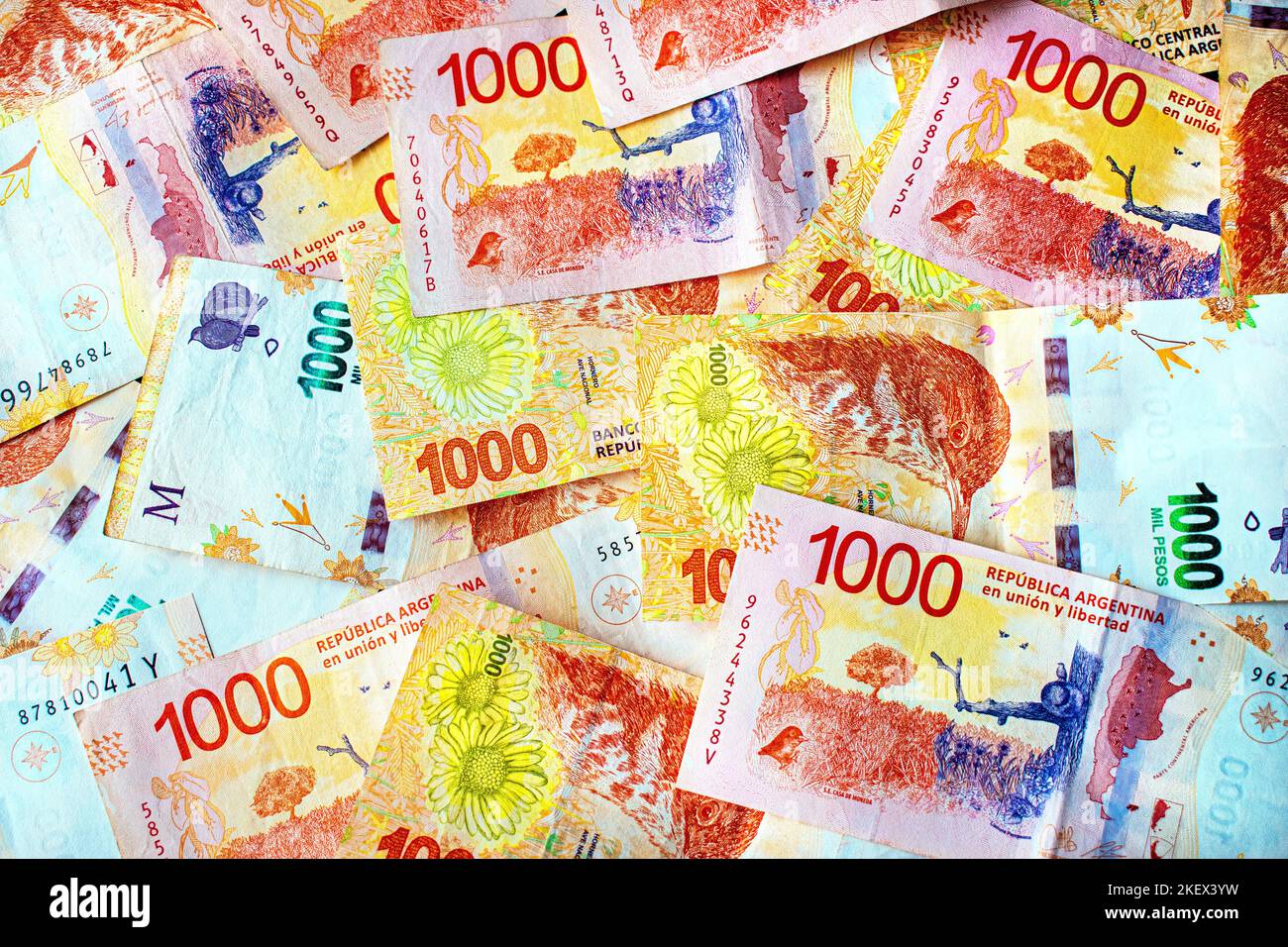 Argentine money. Banknotes of 1000 Argentine pesos in cash (economy, business, finance, inflation, crisis). Stock Photo
