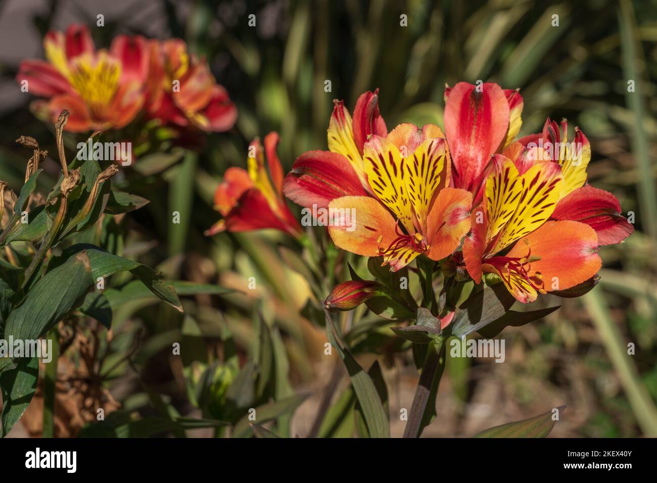Closeup view of colorful and exotic red orange and yellow flowers of alstroemeria aka Peruvian lily or lily of the Incas blooming outdoors in garden Stock Photo