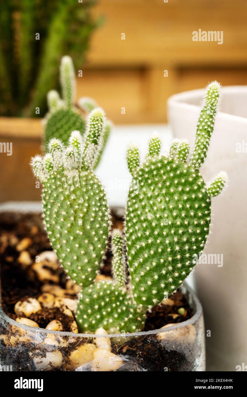 An opuntia microdasys plant in the summer sunlight in a glass pot Stock Photo