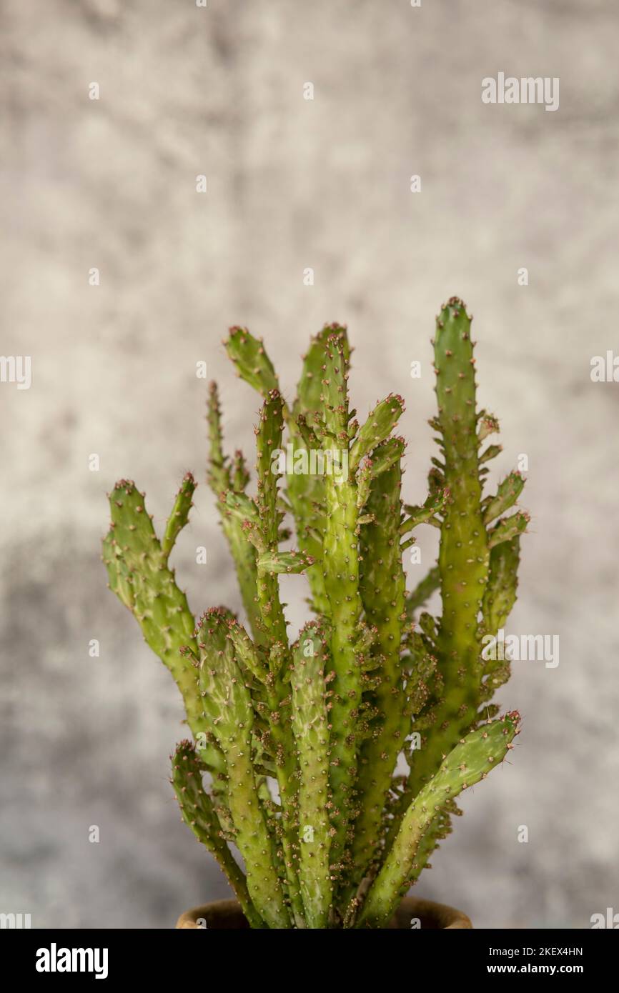 Branches of an opuntia microdasys plant in a terracotta pot and gray background Stock Photo