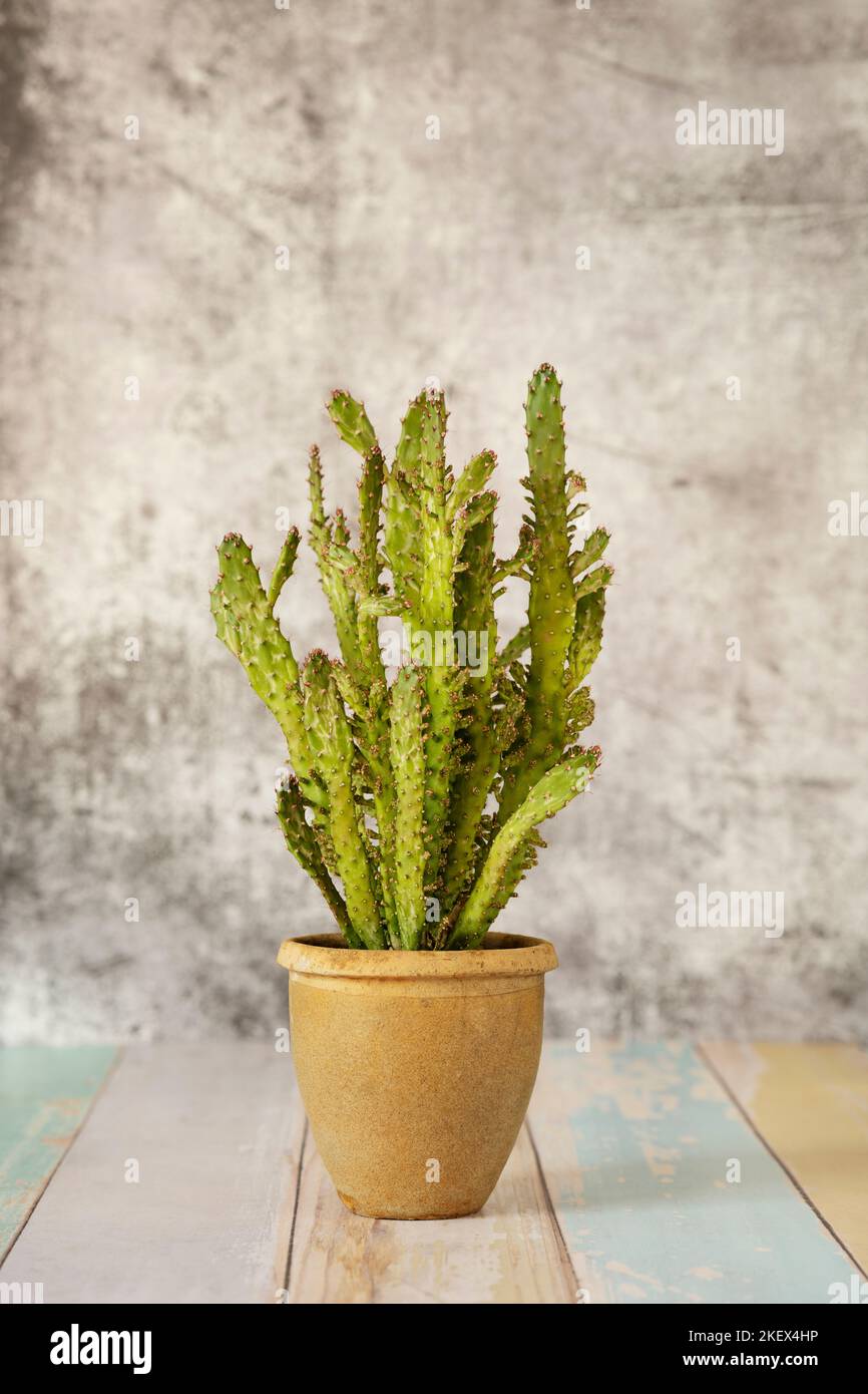 Branches of an opuntia microdasys plant in a terracotta pot and gray background and on a colored plank table Stock Photo