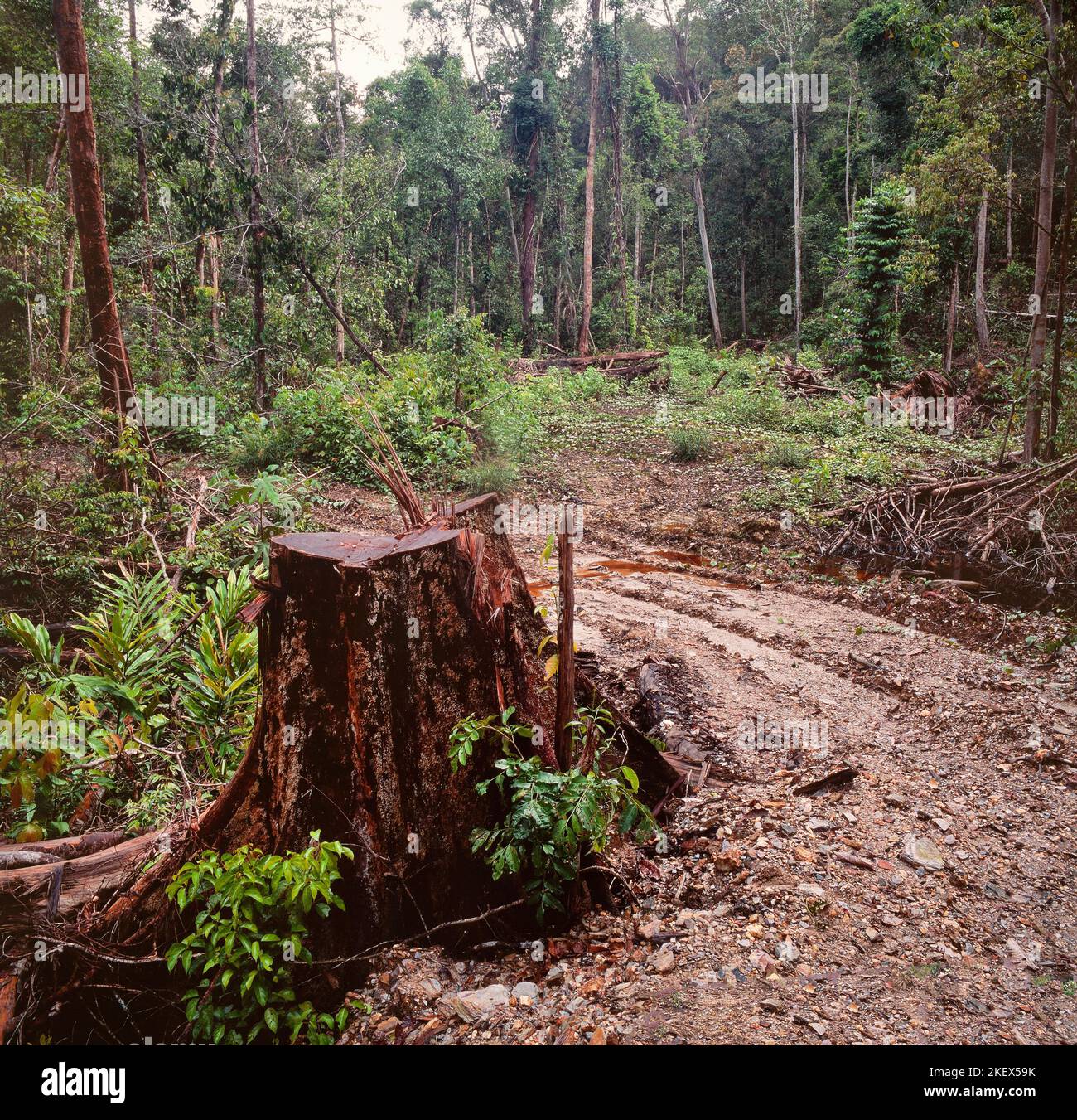 illegal logging, Mulu National park boundary, Sarawak, Borneo, 1982 Stock Photo
