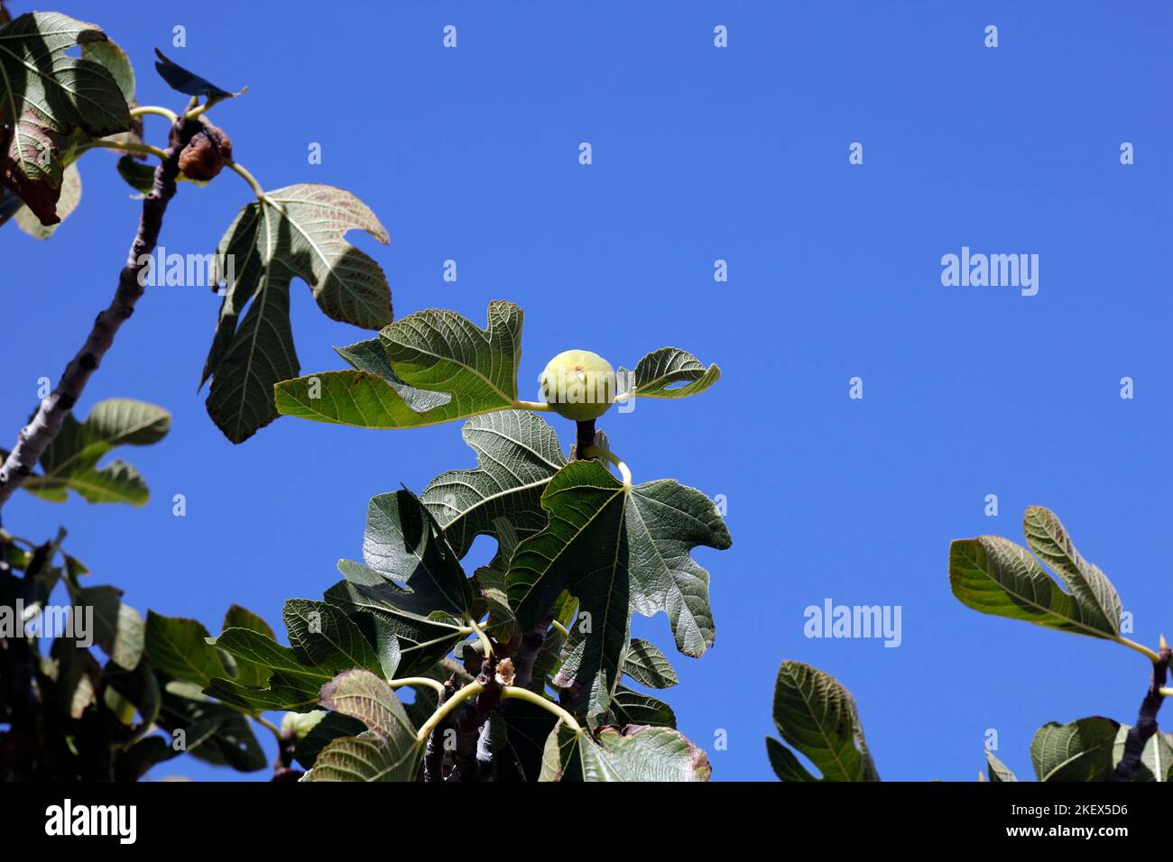 Ripening plants hi-res stock photography and images - Alamy