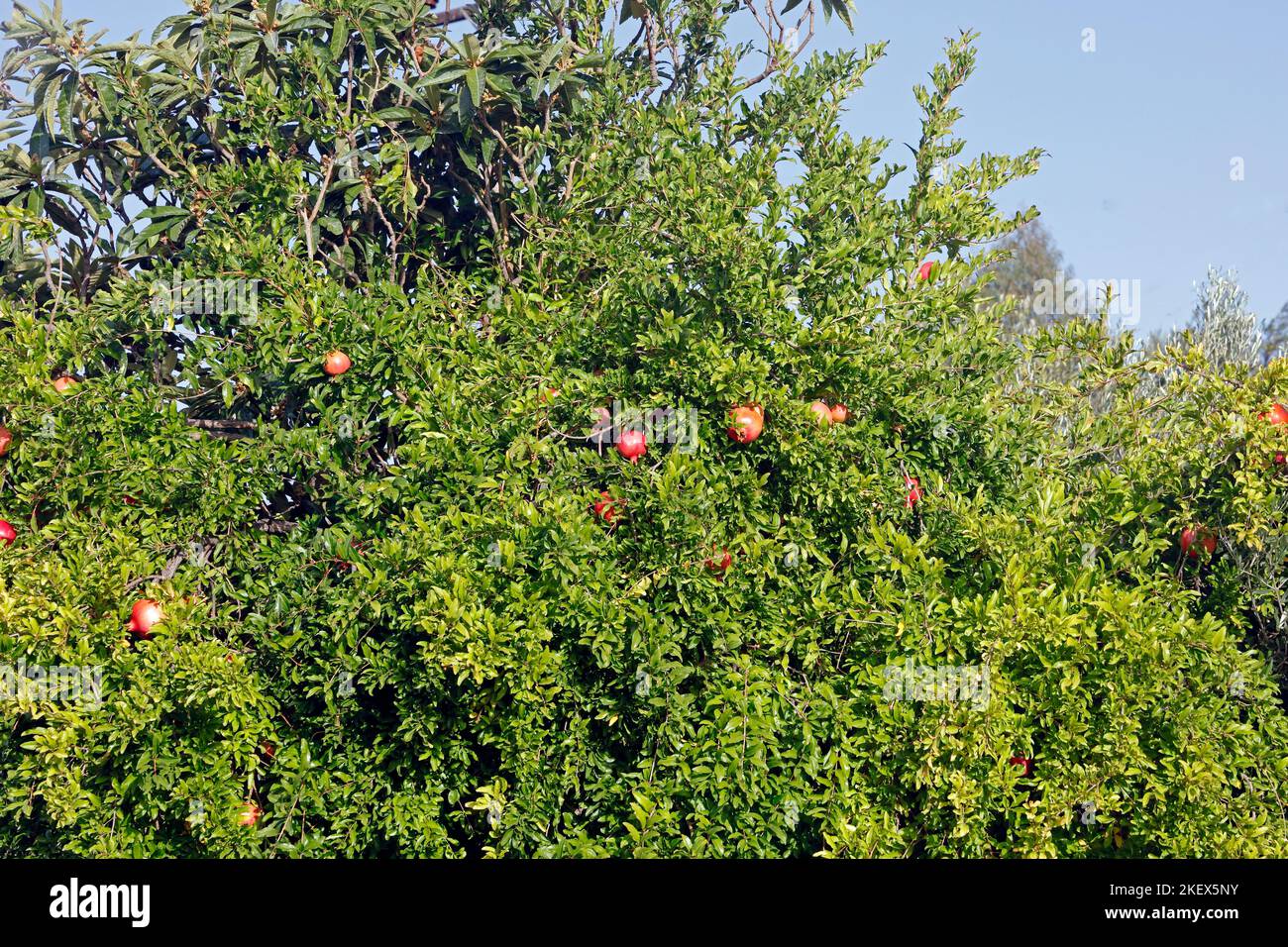 Pomegranates ripening on a tree. Lesbos. October 2022. Autumn. Stock Photo