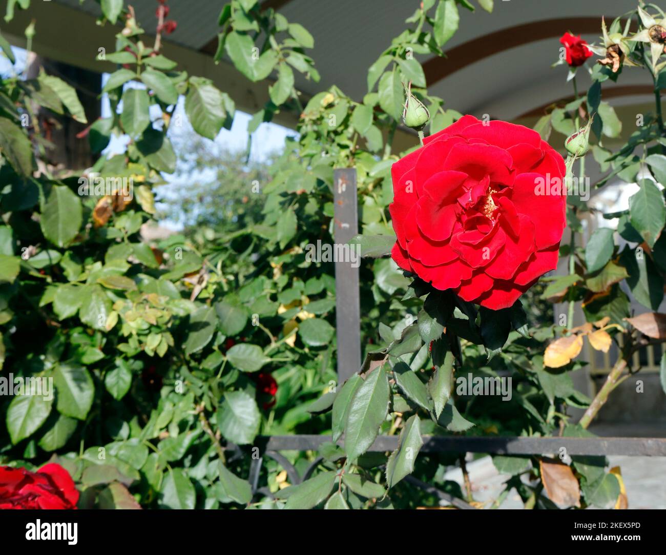 Red rose, fully open. Lesbos. October, 2022. Autumn. Stock Photo