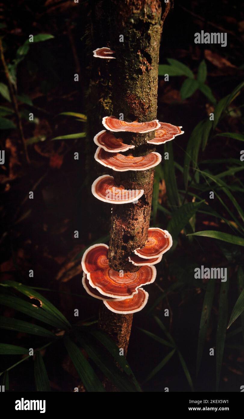 Bracket fungi growing on a tree, Sarawak, Borneo, East Malaysia Stock Photo