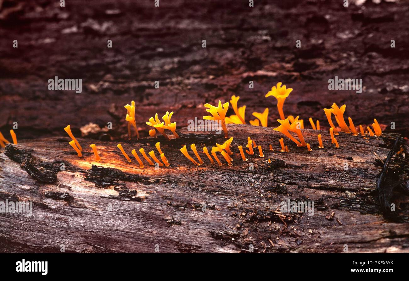 Orange jelly fungi growing on a rotten log, Sarawak, Borneo, East Malaysia Stock Photo