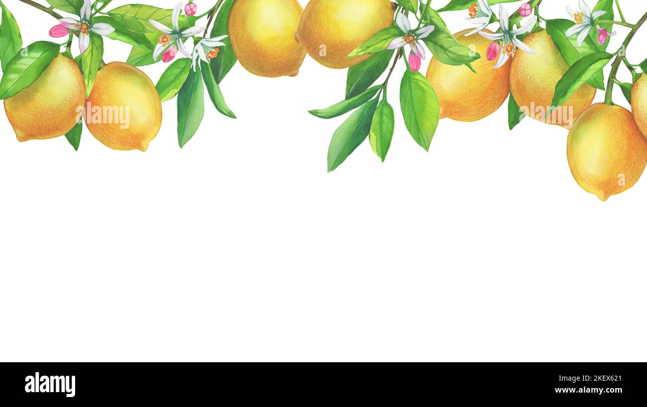 Hand painted frame with fruit lemons on a branch with green leaves ...