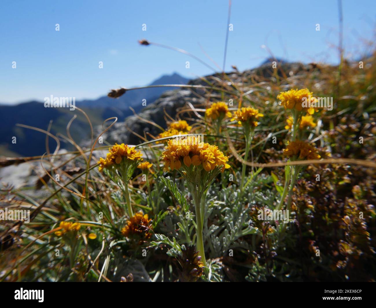 Photos of alpine flowers taken whilst walking in the Swiss Alps Stock Photo