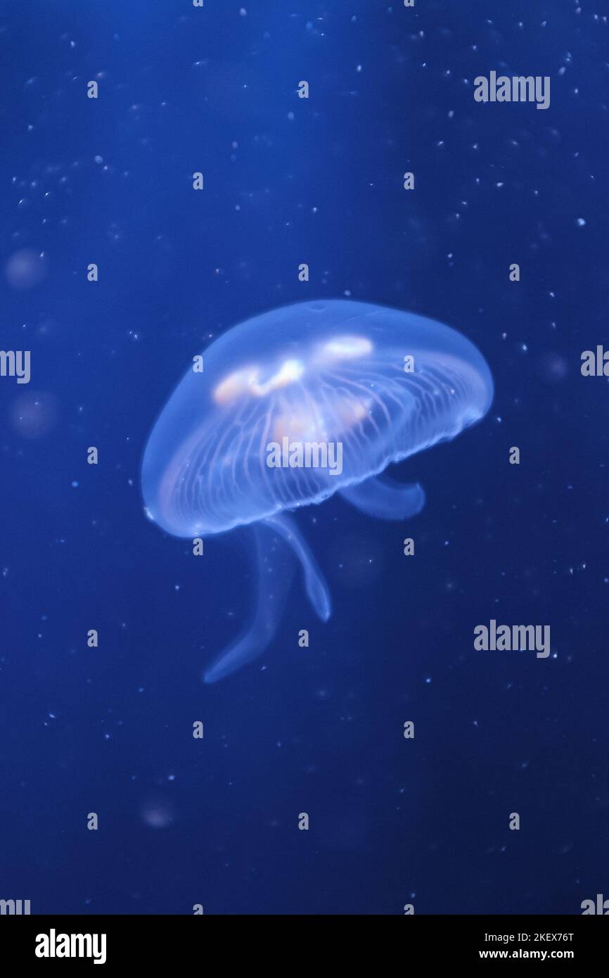 Transparent common jelly fish medusa close up still on a blue dark background Stock Photo