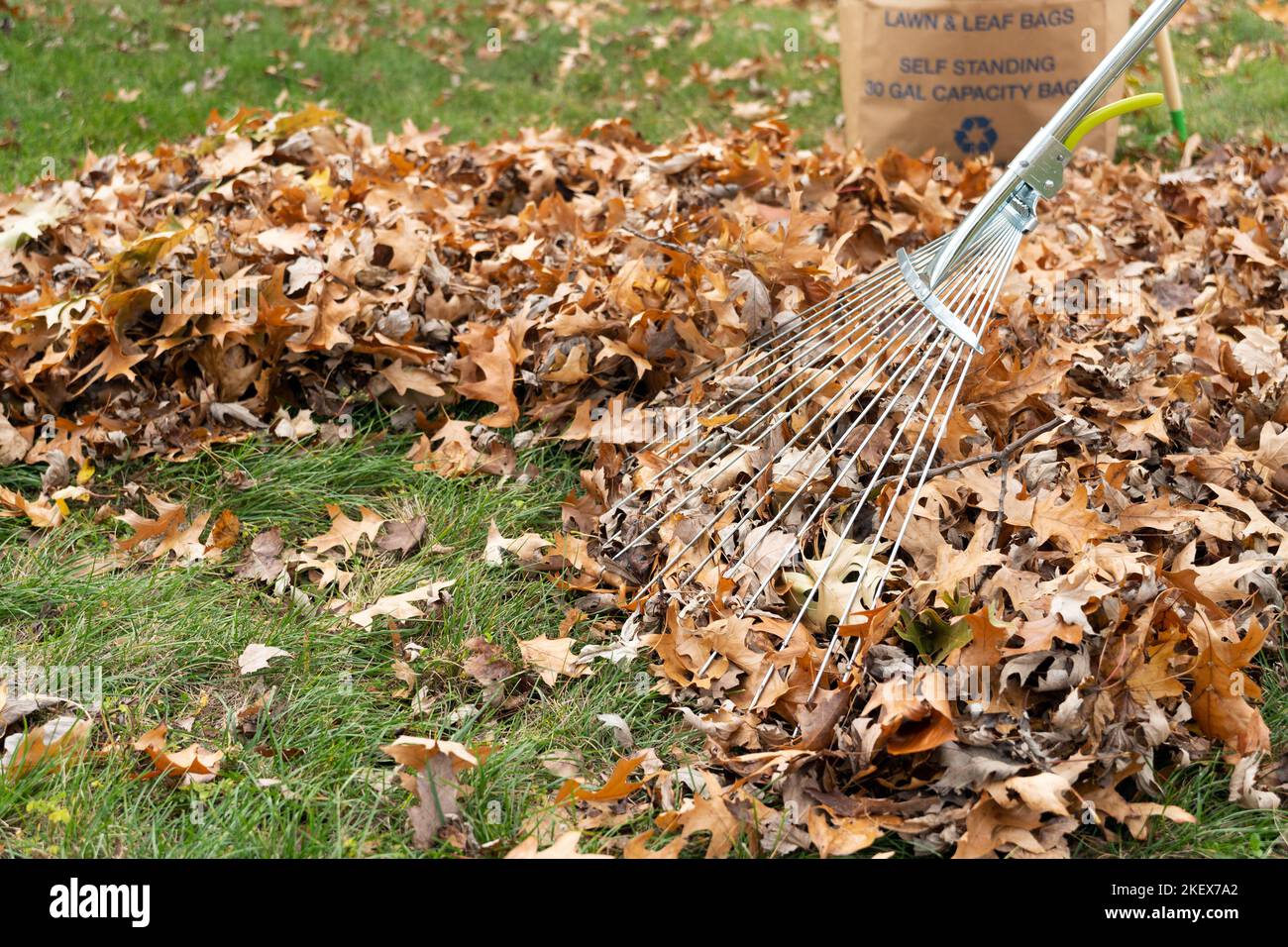 Cleaning with rake of autumn leaves Stock Photo - Alamy