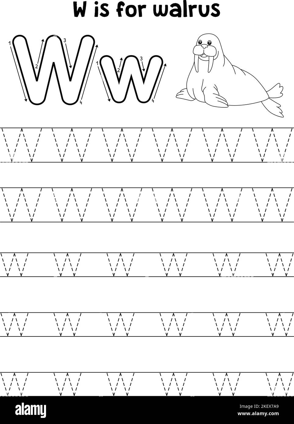 Walrus Animal Tracing Letter ABC Coloring Page W Stock Vector Image