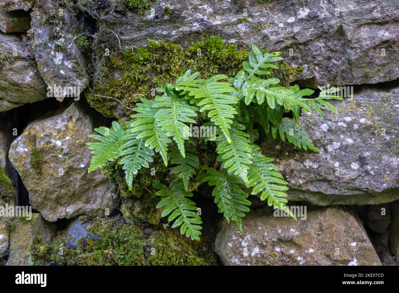 Closeup view of bright green fronds of polypodium cambricum aka southern polypody or limestone polypody after the rain on old mossy stone wall Stock Photo