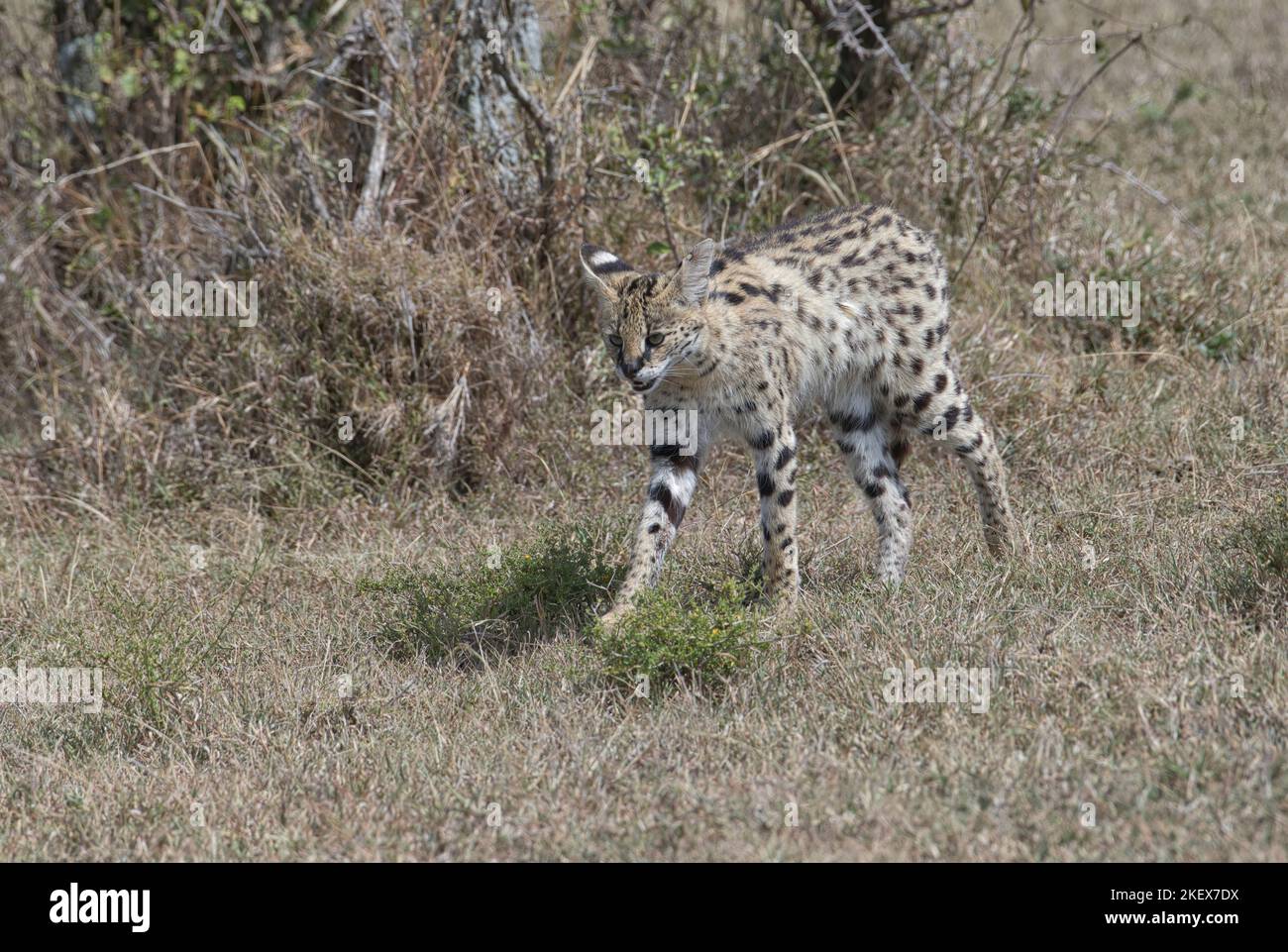Serval cat (Felis serval Stock Photo Alamy