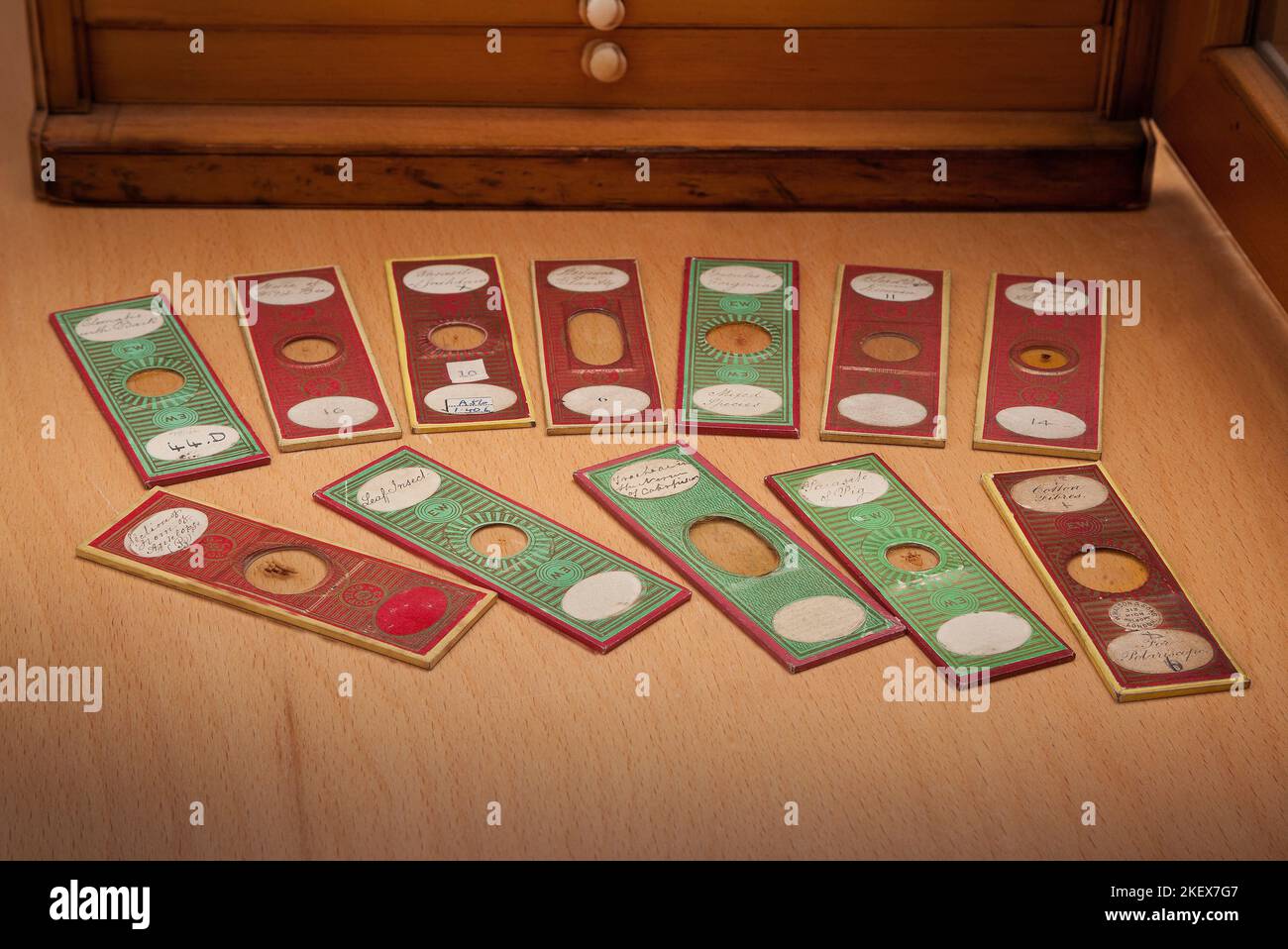 Victorian microscope slides, paper covered from a slide