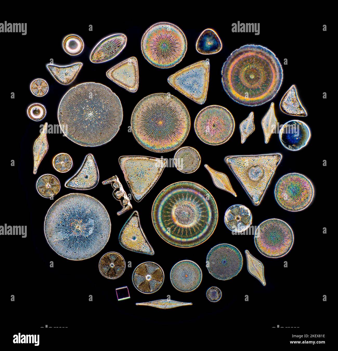 Diatom diversity selection, Lleiniog Bay area of South East Anglesey ...