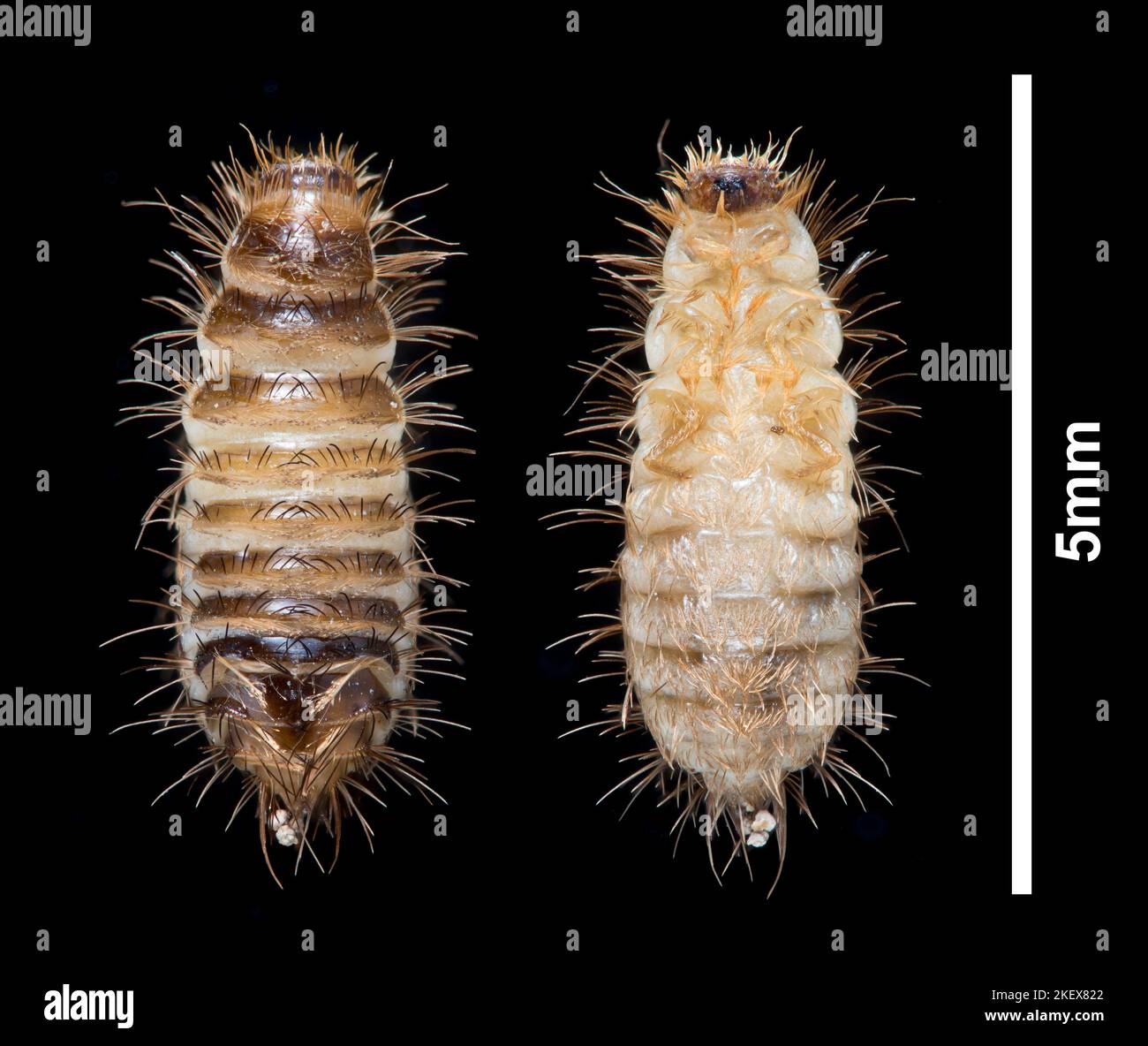 Carpet Beetle larva, dorsal & ventral views - Anthrenus fuscus (wooly bear) darkfield photomicrograph, 5mm scale Stock Photo