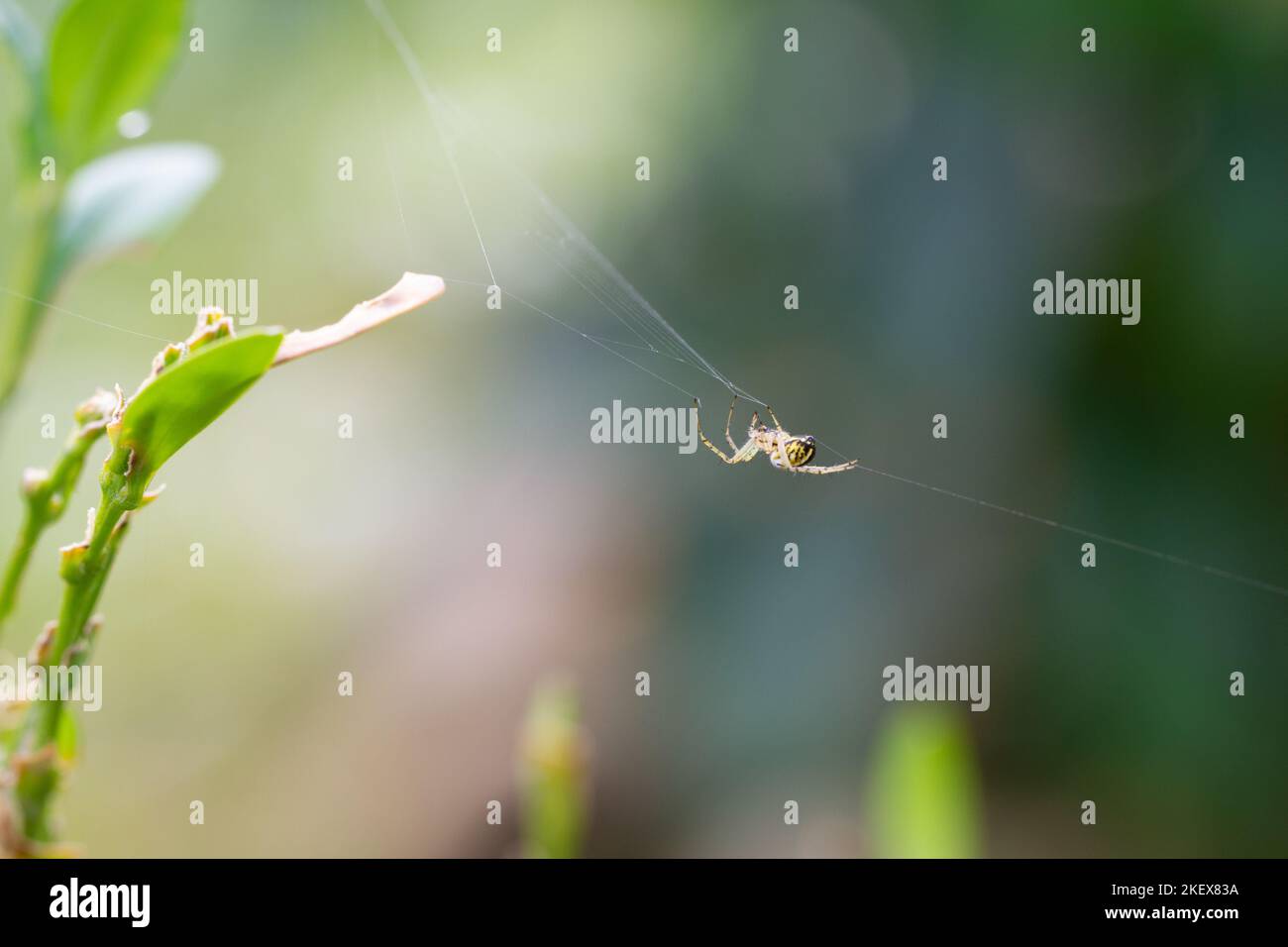 Spiders, of order Araneae, airbreathing arthropods with eight legs