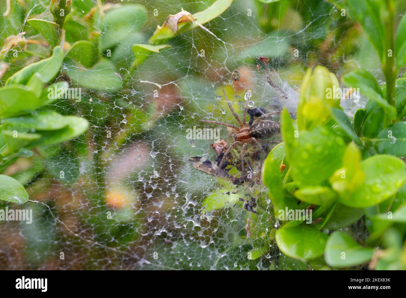 Spiders, of order Araneae, airbreathing arthropods with eight legs