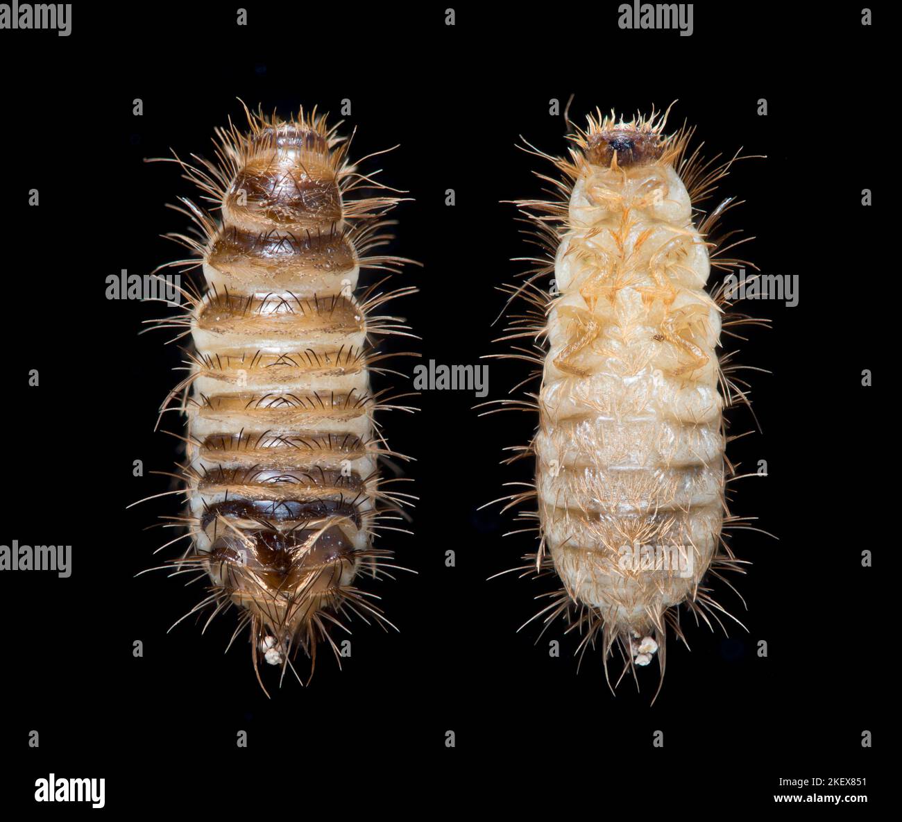 Carpet Beetle larva, dorsal & ventral views - Anthrenus fuscus (wooly bear) darkfield photomicrograph Stock Photo