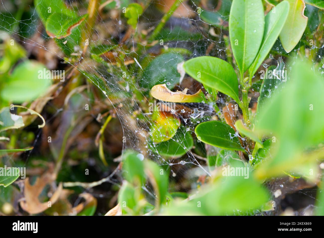 Spiders, of order Araneae, airbreathing arthropods with eight legs