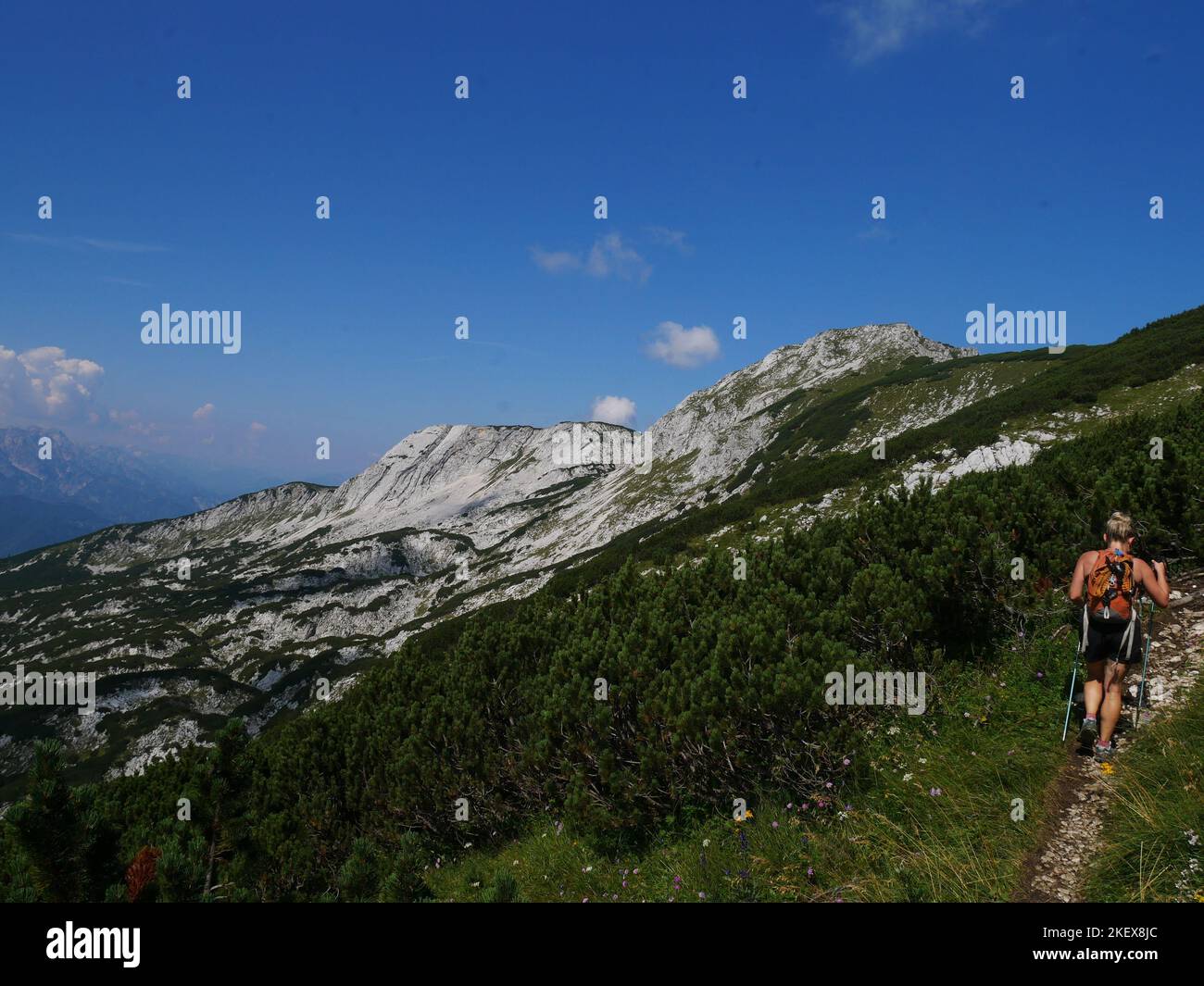 Wild Alpine Landscape images and wild alpine flowers of the Kalkalpen National Park ...