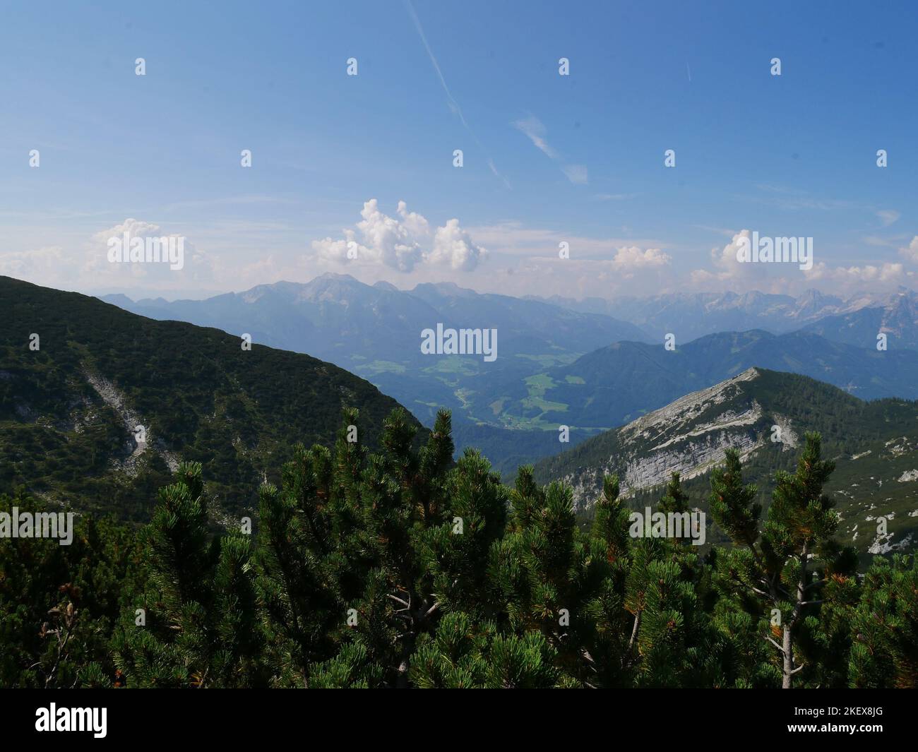 Wild Alpine Landscape images and wild alpine flowers of the Kalkalpen National Park ...