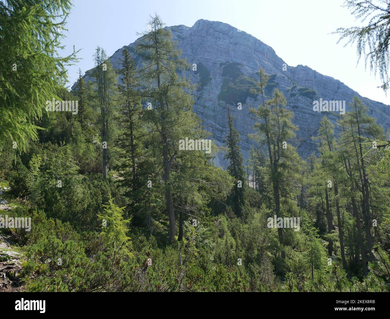 Wild Alpine Landscape images and wild alpine flowers of the Kalkalpen National Park ...
