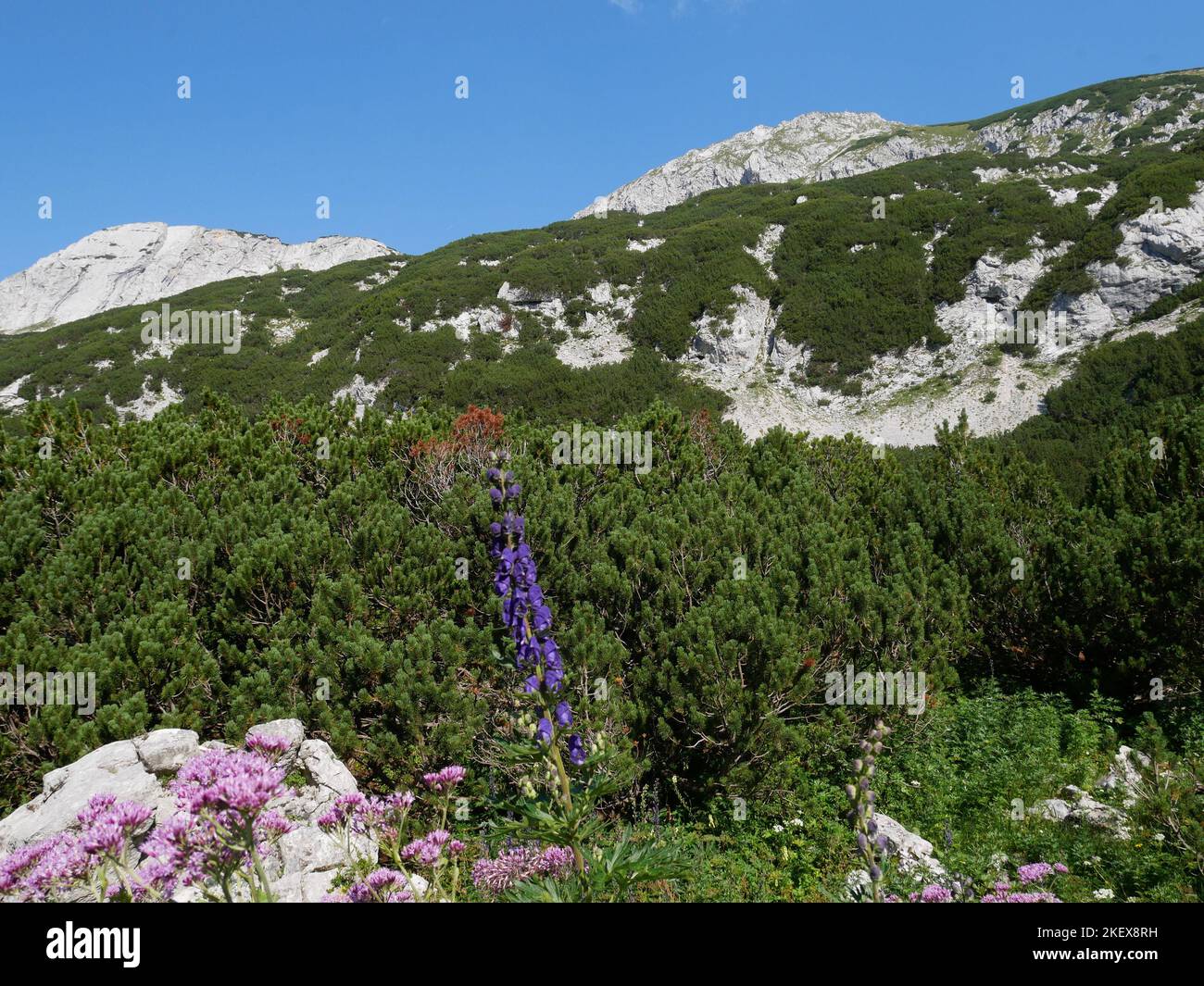 Wild Alpine Landscape images and wild alpine flowers of the Kalkalpen National Park ...