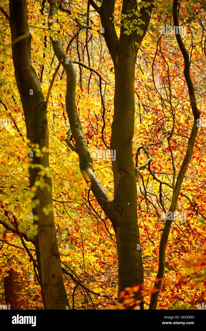 Autumn colour, sunlit golden Beech leaves and woodland Stock Photo - Alamy