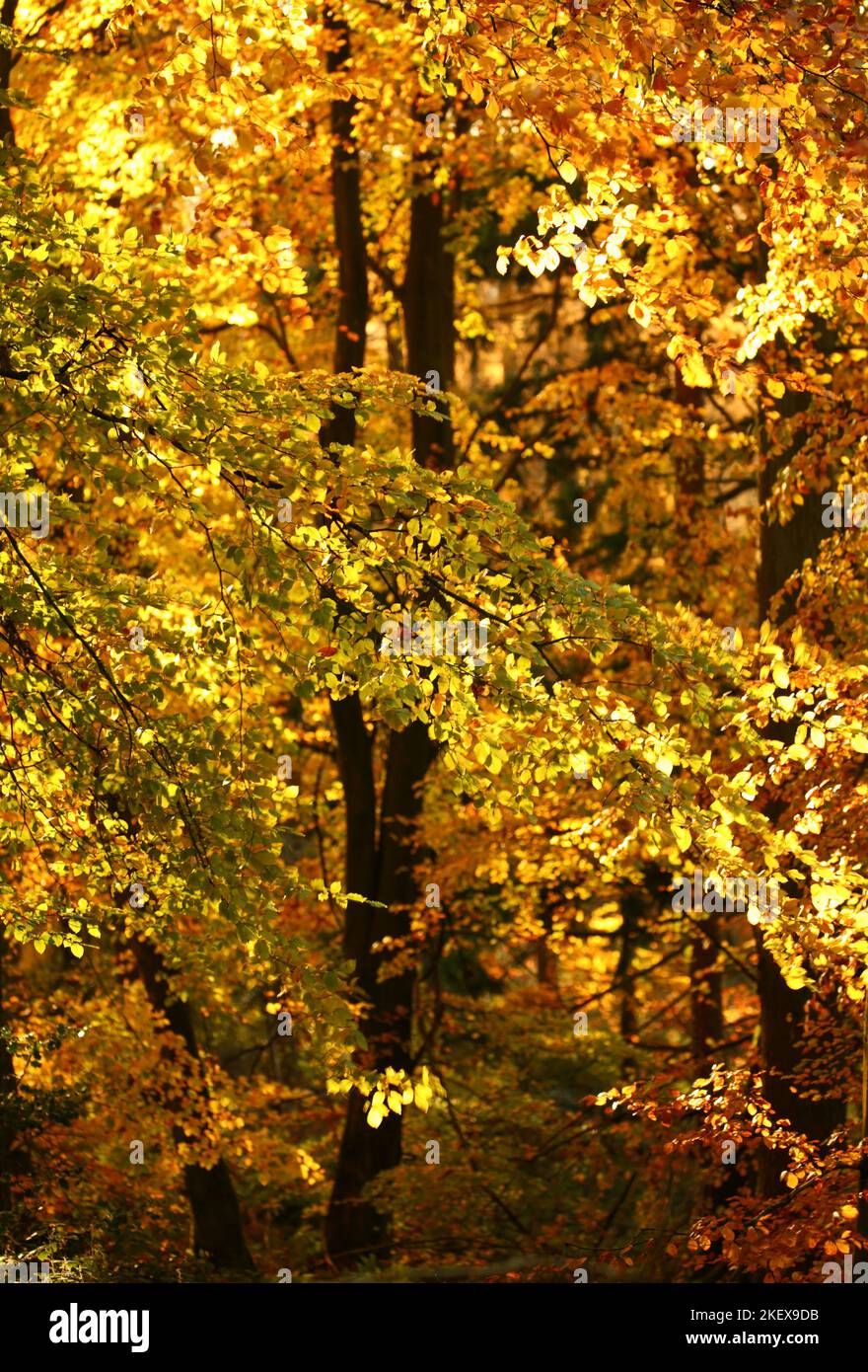 Autumn colour, sunlit golden Beech leaves and woodland Stock Photo - Alamy