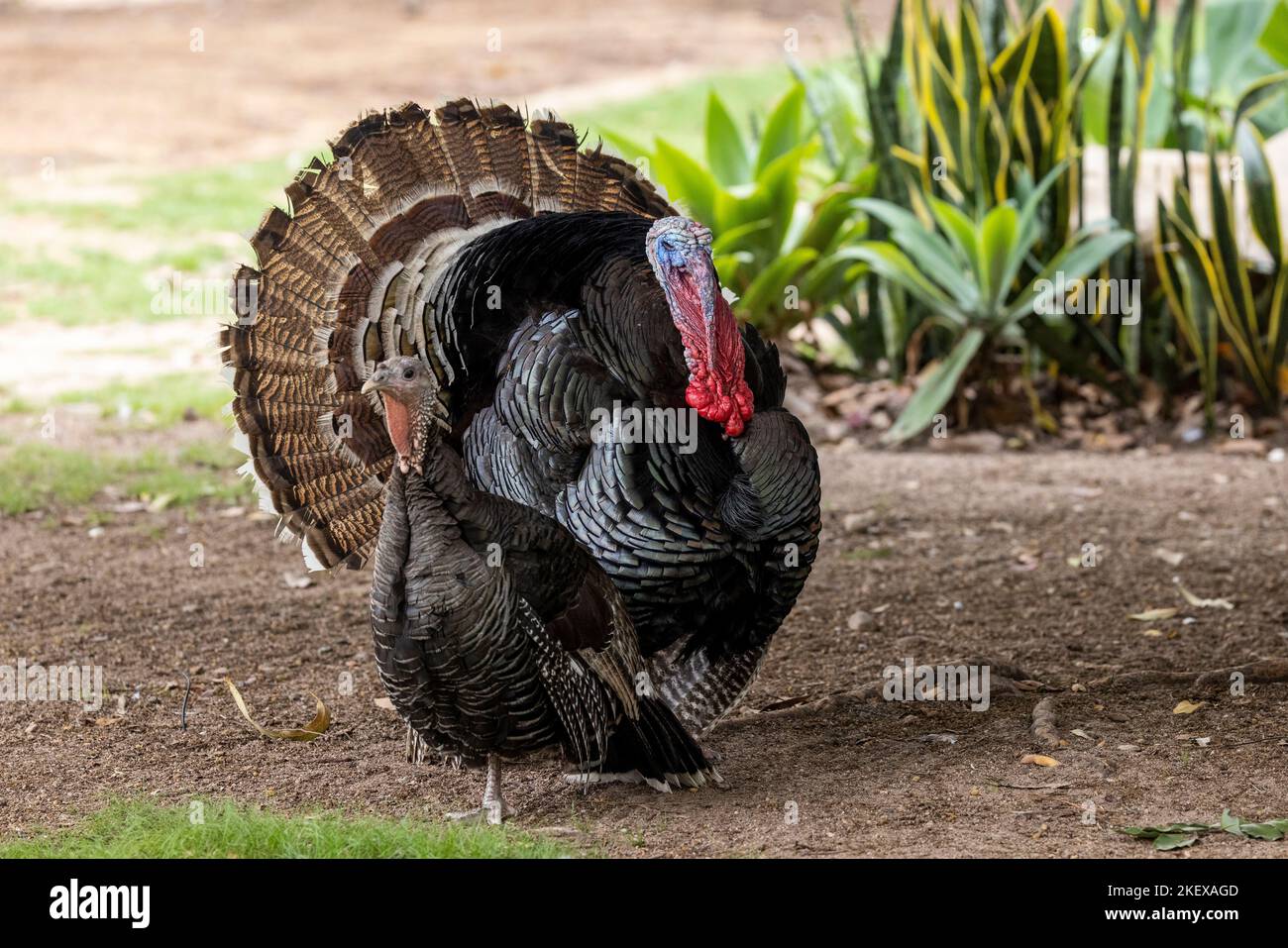 Domestic Turkeys with male displaying courtship feathers Stock Photo
