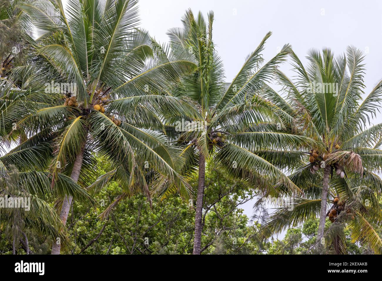 Coconut Palm Trees with coconuts Stock Photo Alamy
