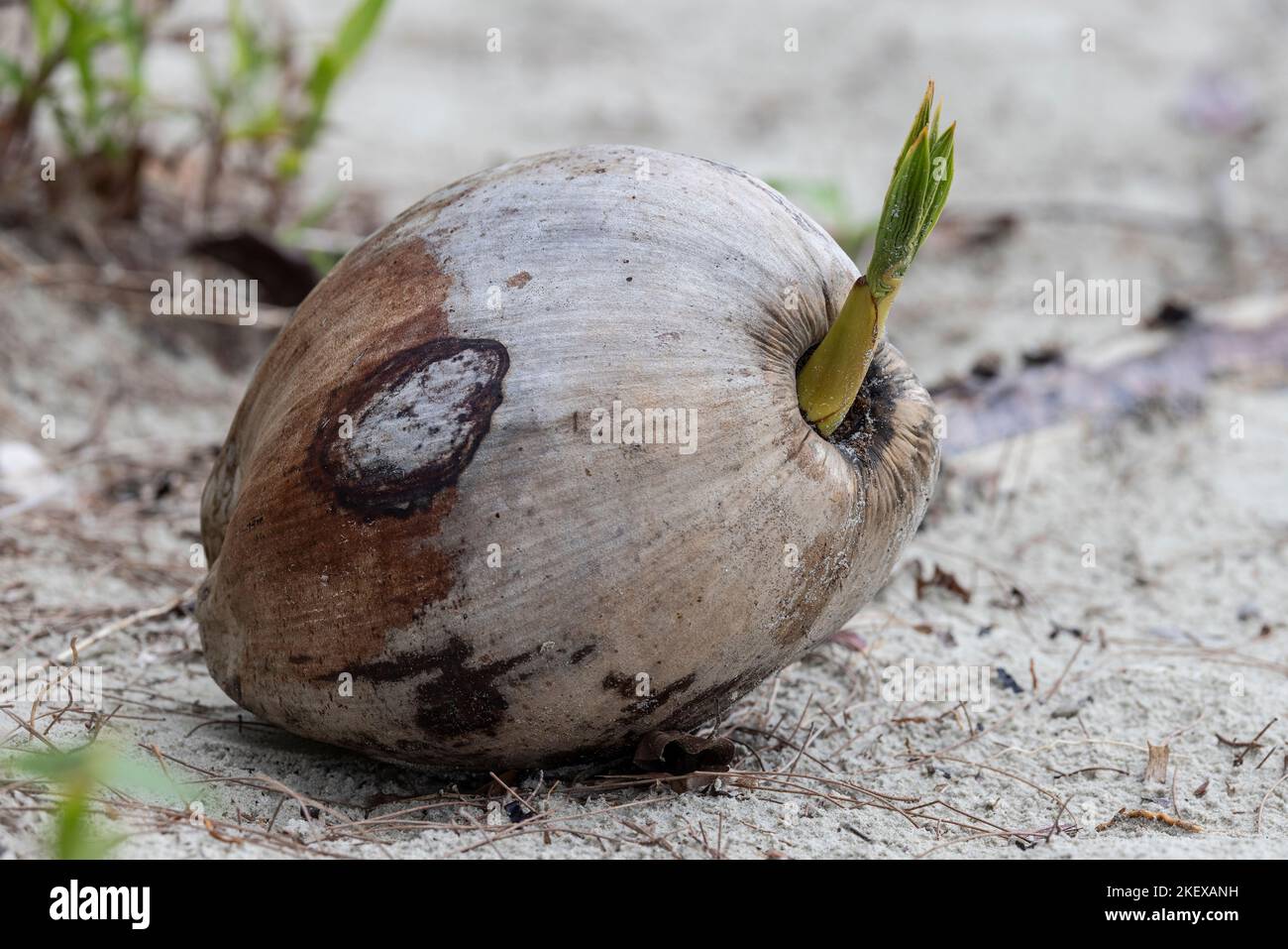 Coconut fruit growing shoot on sandy beach Stock Photo Alamy